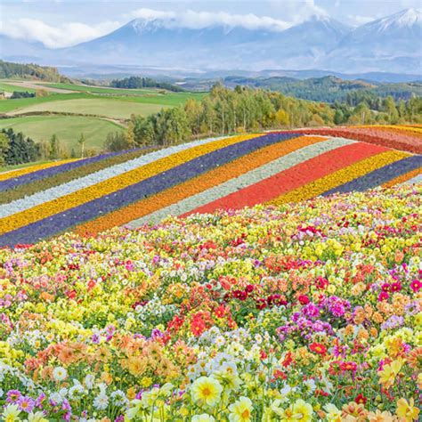 what to do in asahikawa summer