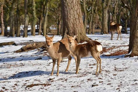 what to do in nara in winter