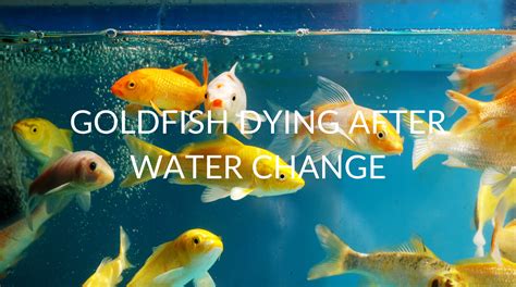 what to do when goldfish is dying