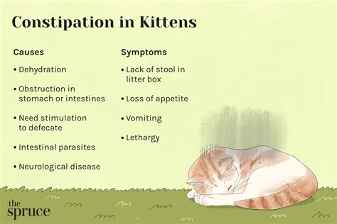 what to do when kitten is constipated