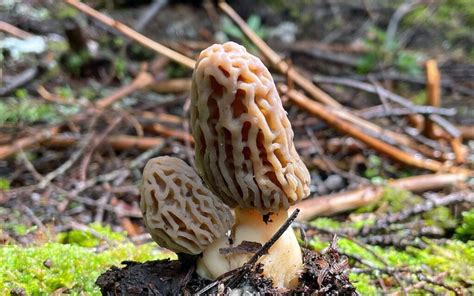 what to do when you want to let your morels grow bigger but …