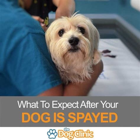 what to expect after puppy is spayed