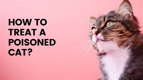 what to give cat if poisoned