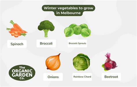 what to grow in winter in melbourne