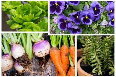 what to plant in winter australia