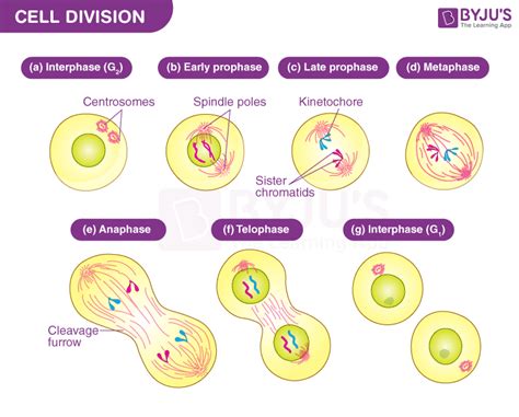 What Type Of Cell Division Results In Growth
