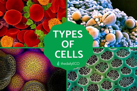 What Type Of Cell Is Osmosis Ozzie Jones