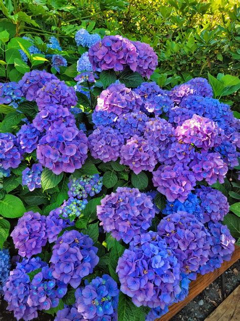what type of plant is a hydrangea