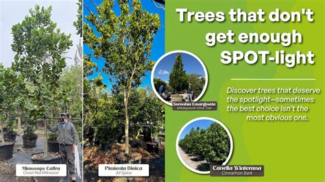 What We Get From Trees