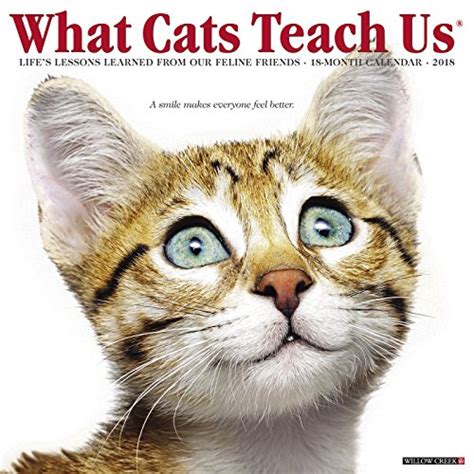 Download What Cats Teach Us 2018 Calendar Lifes Lessons Learned From Our Feline Friends 