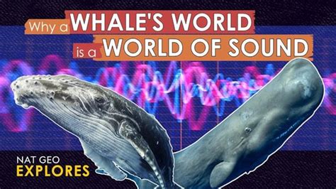 Download What In The World Level 1 Answer Key Issue 5 