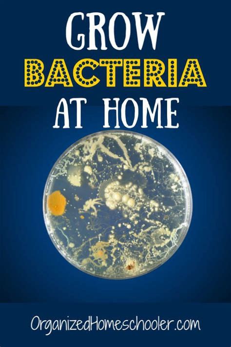 Whatu0027s Growing In Your Homeschool Bacteria Science Bacteria Science Experiment - Bacteria Science Experiment