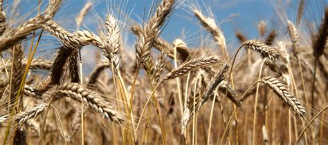 wheat | WHEAT iBiero Craft Beer Bia th cng