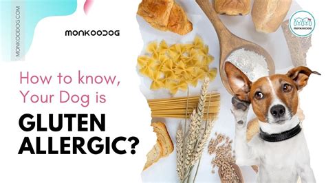 wheat allergy in dogs