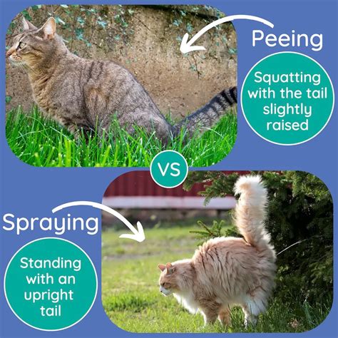 when a cat sprays is it pee