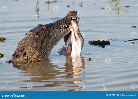 When A Crocodile Eats The Sun A Memoir Of Africa
