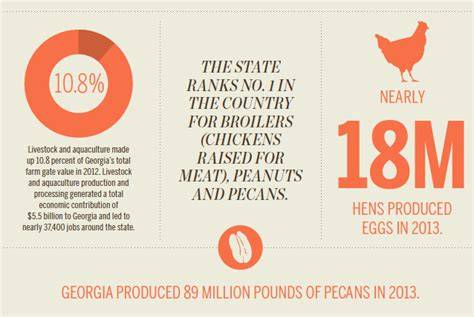 when are broilers produced in georgia