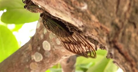 When Cicadas Emerge Things Might Get A Little Science Living Things - Science Living Things