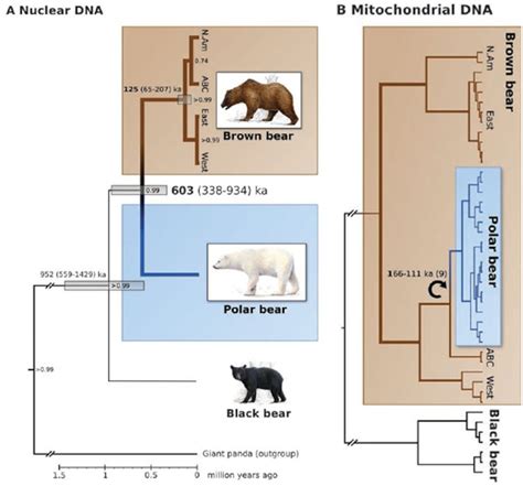 When Did Polar Bears Evolve