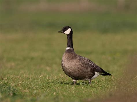 when do geese migrate back north - Publicaffairsworld.com