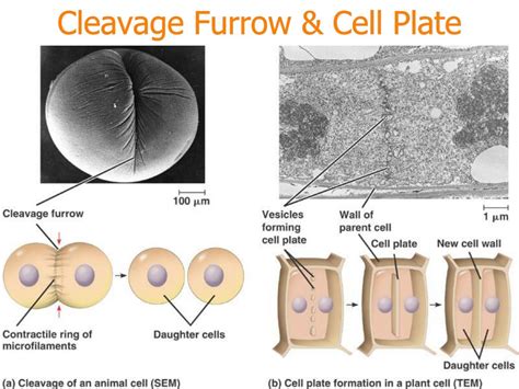 When Does The Cleavage Furrow Form