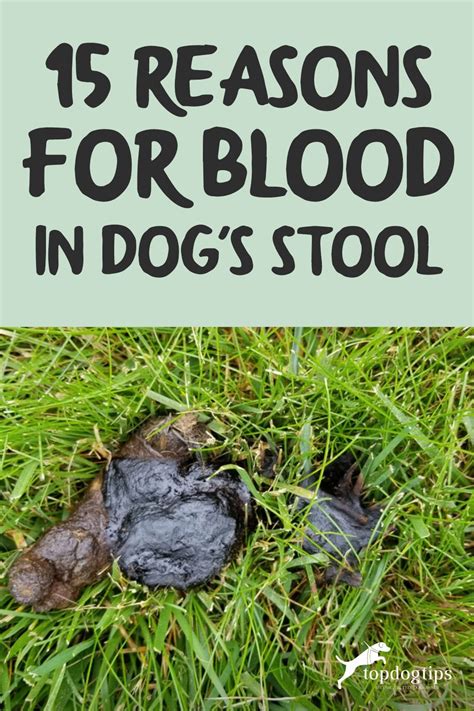 when dog has blood in stool