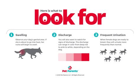 when is a dog ready to breed