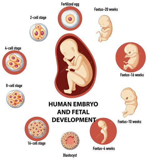 when is a fetus a human being