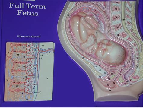 when is a fetus considered full term