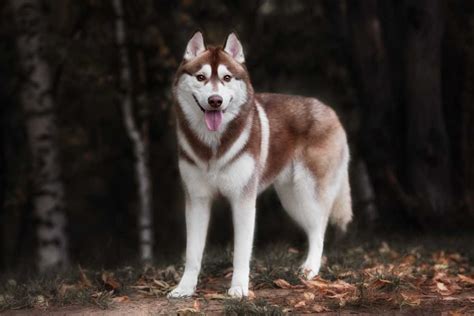 when is a husky fully grown