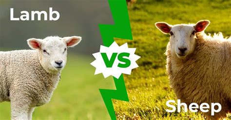 when is a lamb a sheep
