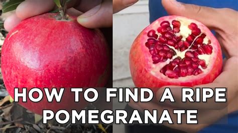 when is a pomegranate ripe to pick