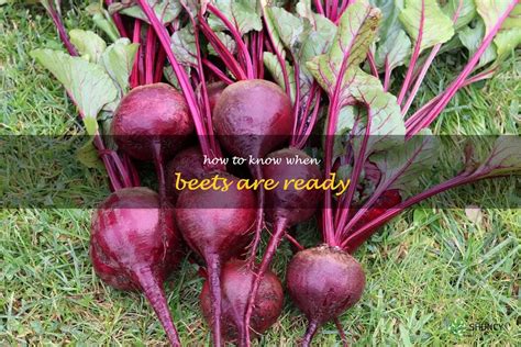 when is beetroot ready