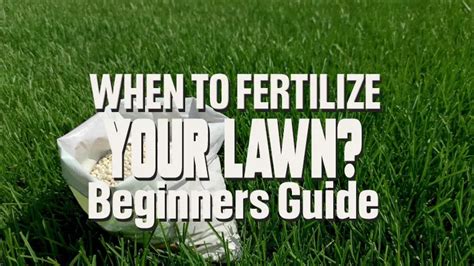 when is best to fertilize lawn