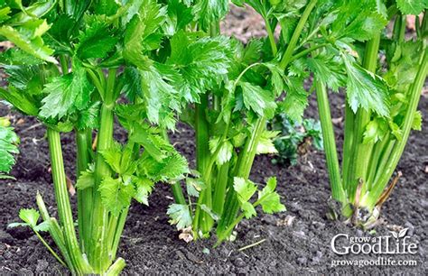 when is celery ready