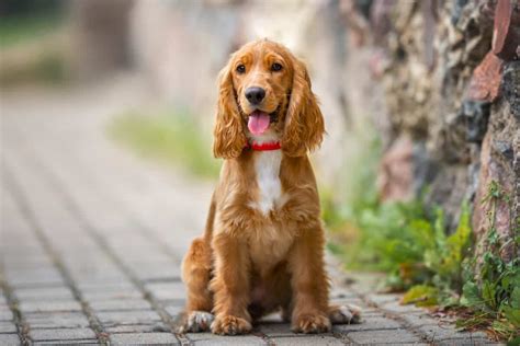 when is cocker spaniel fully grown