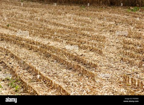 when is corn planted and harvested
