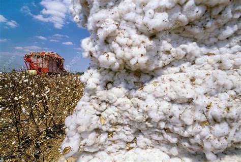 when is cotton harvested in nc