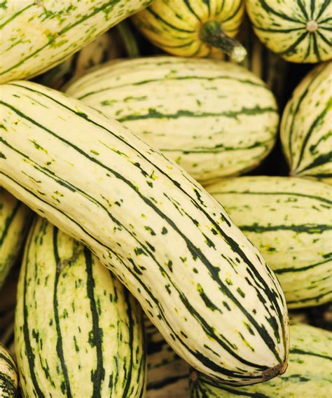 when is delicata squash ready to pick