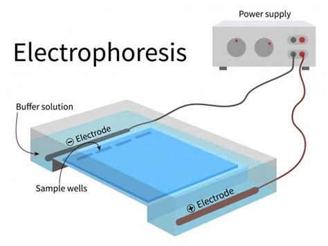 when is electrophoresis used
