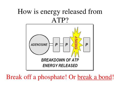 when is energy released from atp molecule