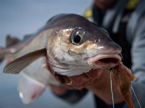 when is haddock in season