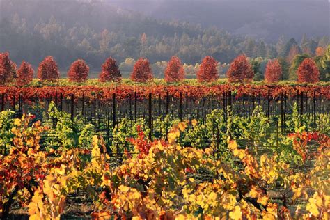 when is harvest time in napa