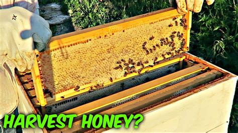 when is honey ready to harvest