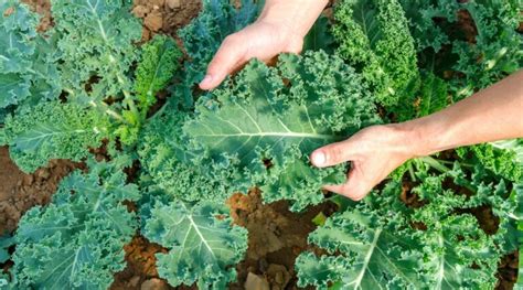 when is kale ready to be picked