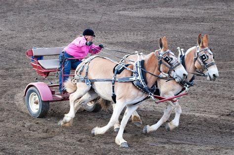 when is mule days in bishop ca
