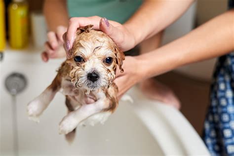 when is puppy first bath