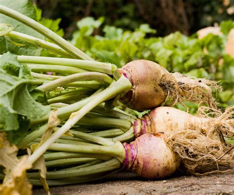 when is rutabaga in season