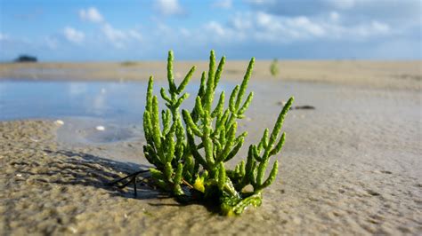 when is samphire in season