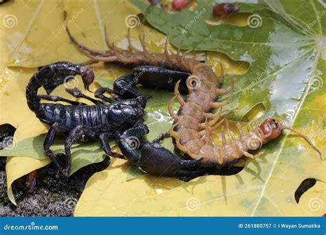 when is scorpion on next